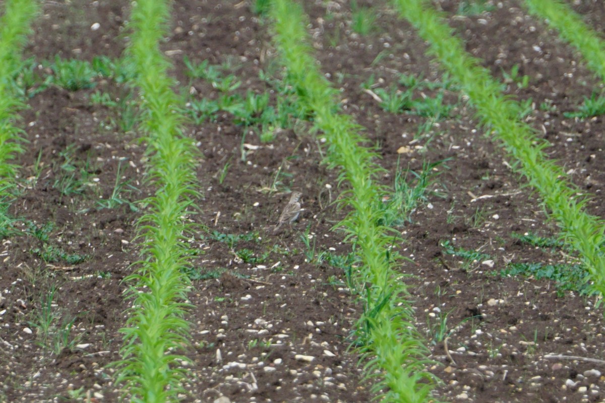 Calandra Lark - ML619805753