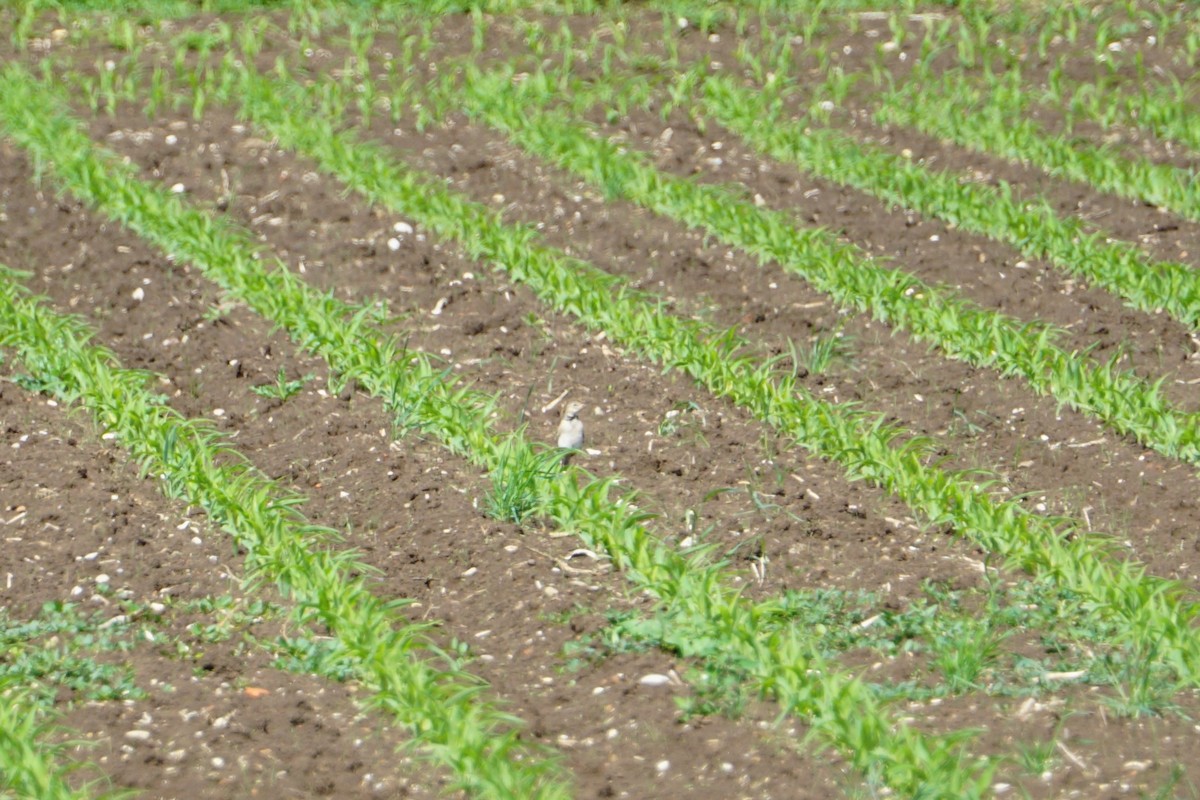 Calandra Lark - ML619805754