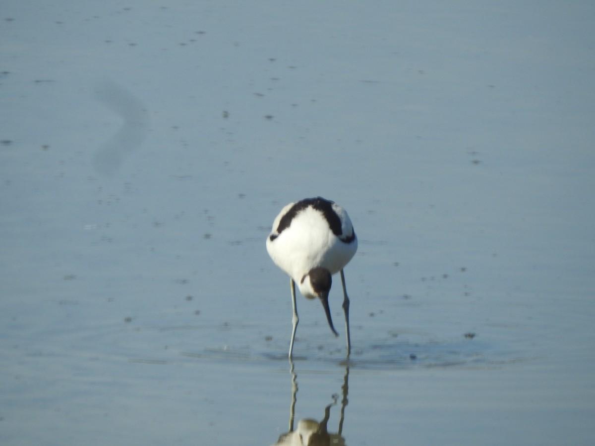 Pied Avocet - ML619805756