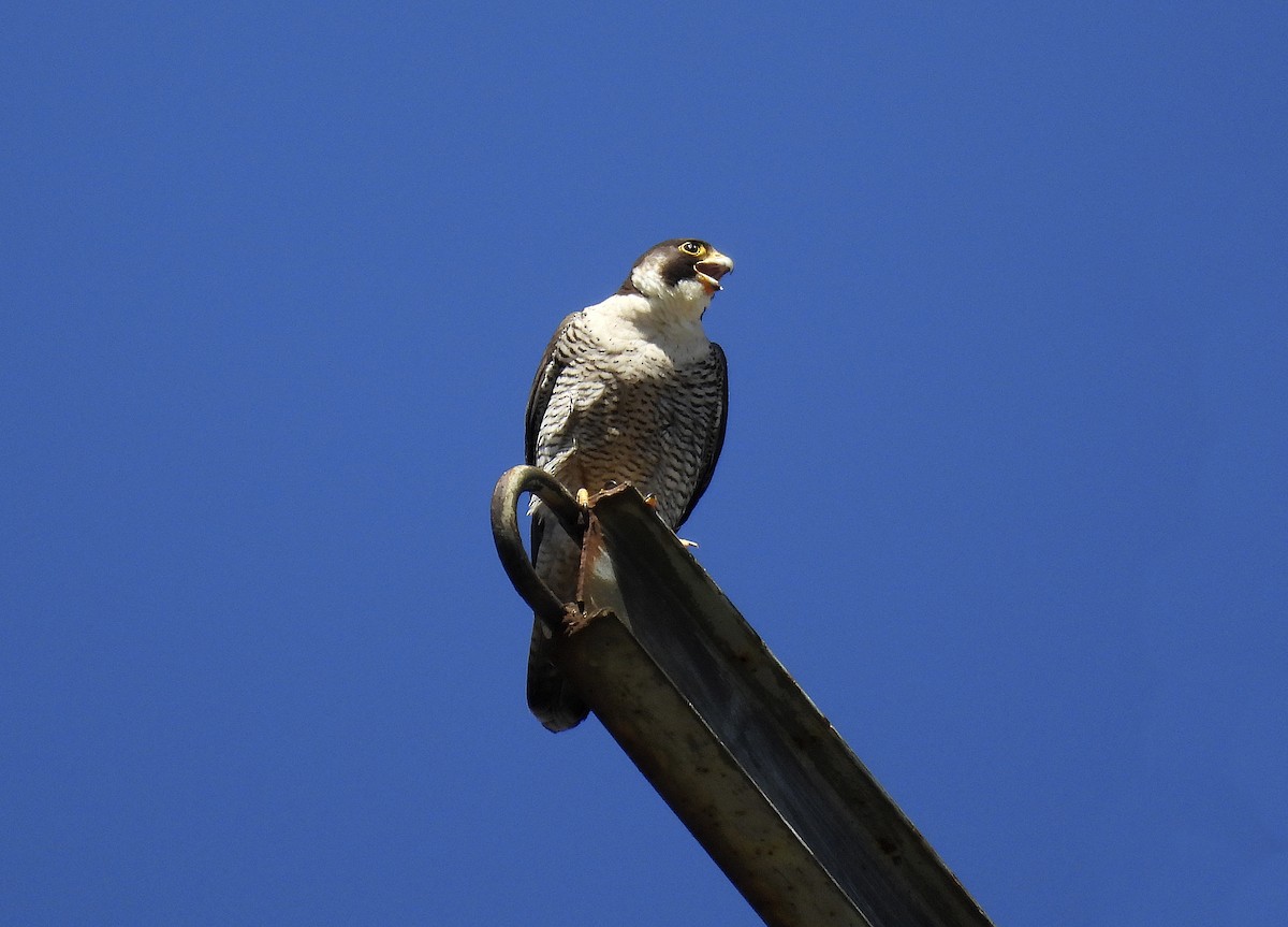 Halcón Peregrino - ML619805757