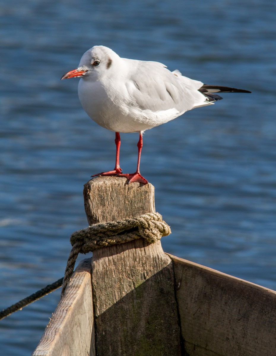 Black-headed Gull - ML619805775