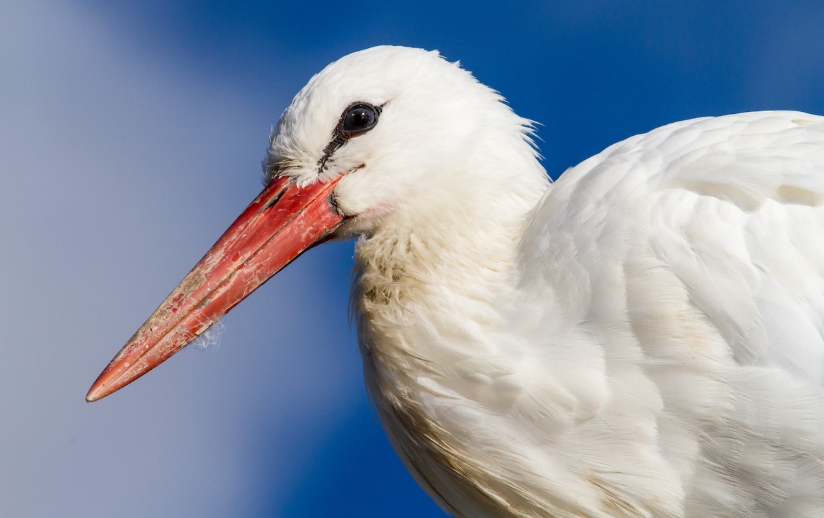 White Stork - ML619805781