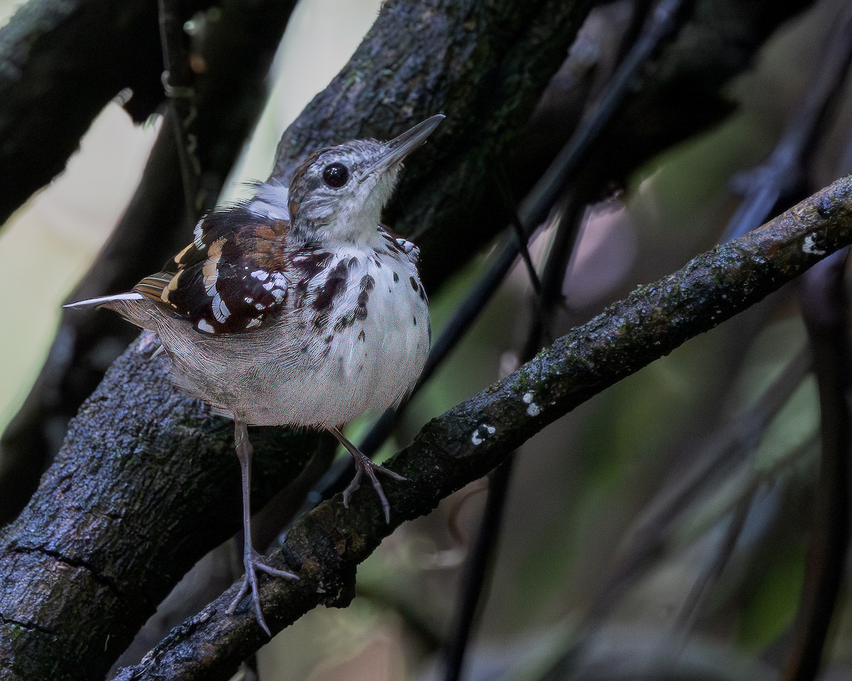 Banded Antbird - ML619805783