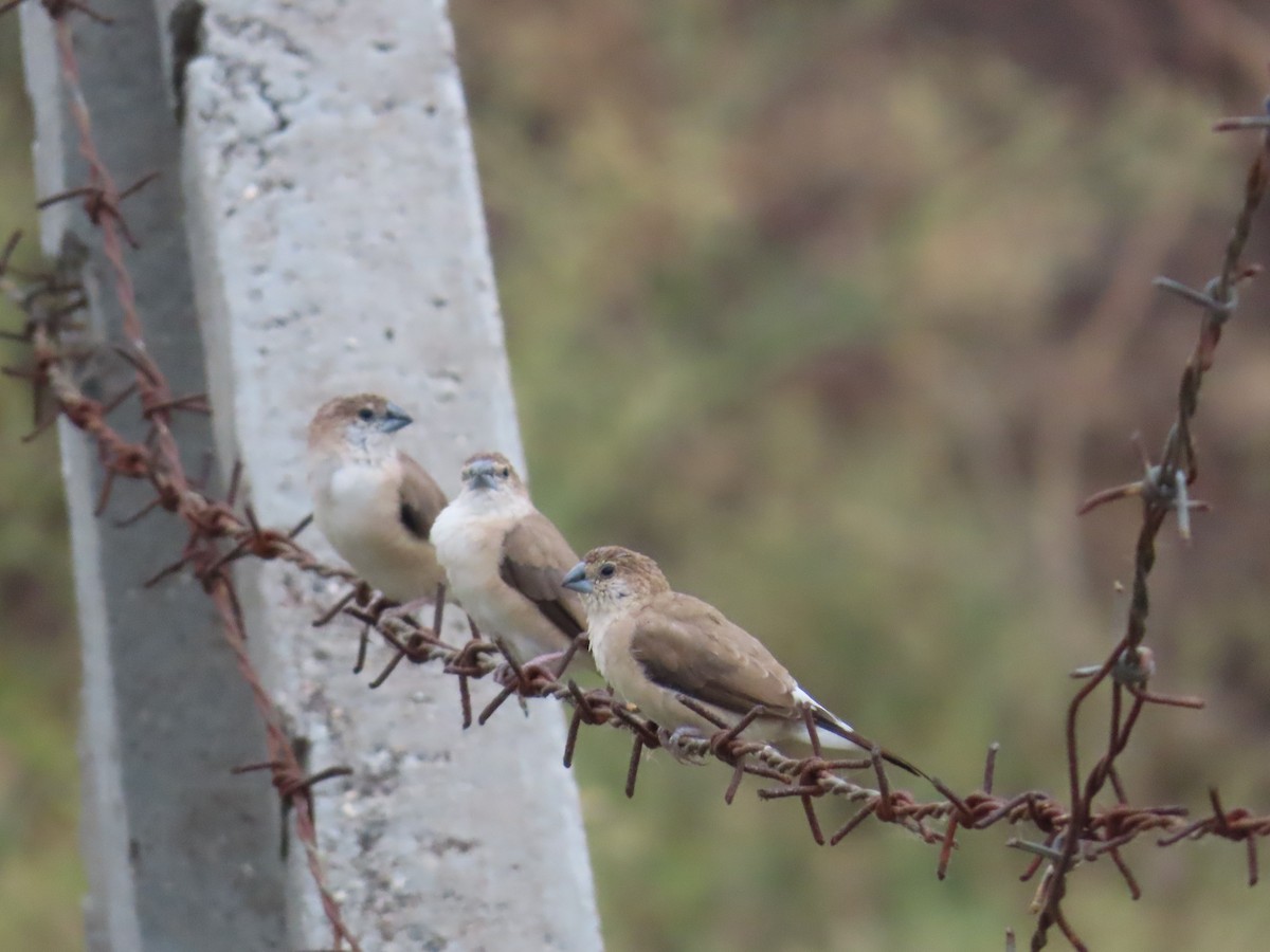 Indian Silverbill - ML619805789