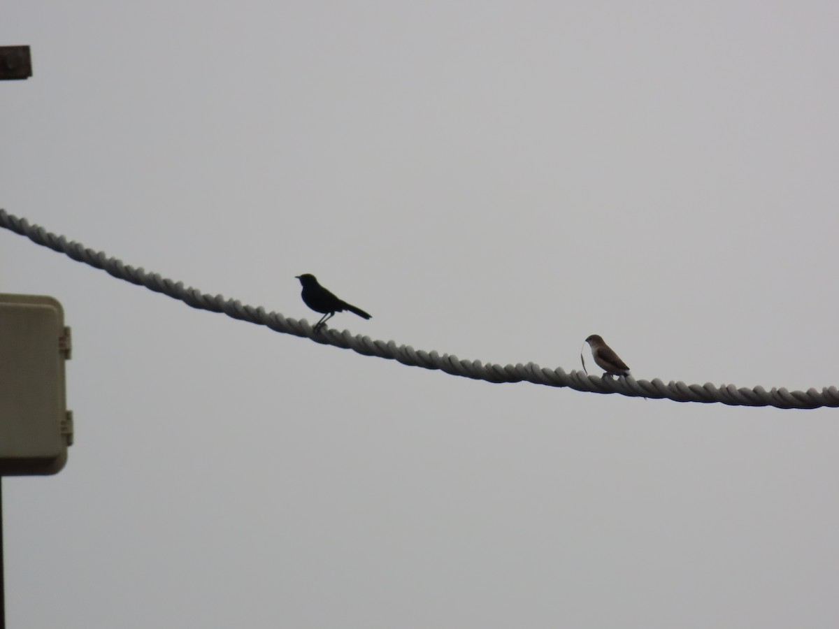 Indian Silverbill - ML619805795