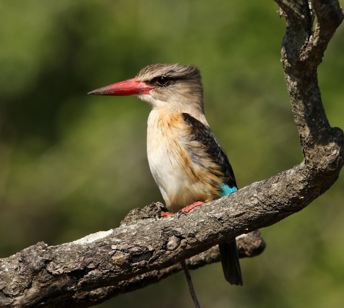 Brown-hooded Kingfisher - ML619805804