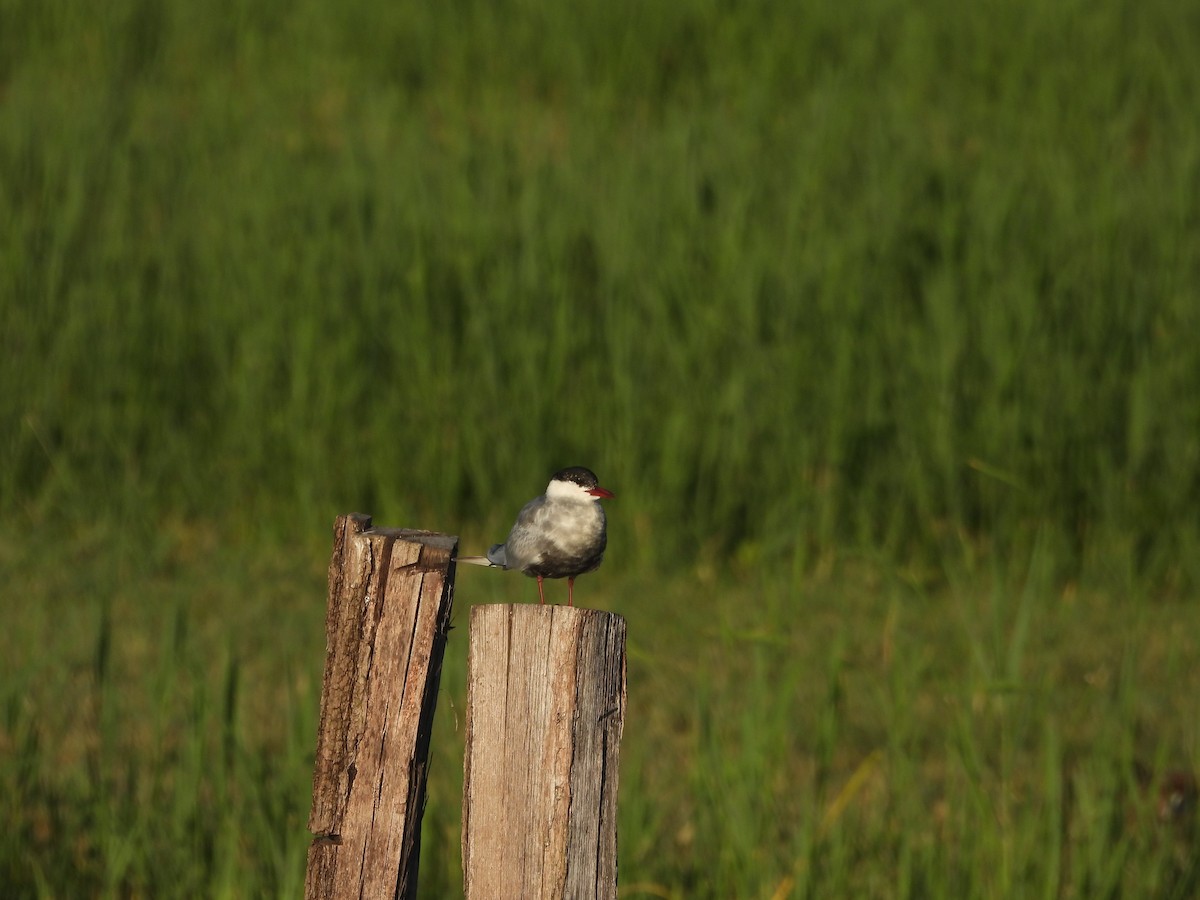 Whiskered Tern - ML619805817