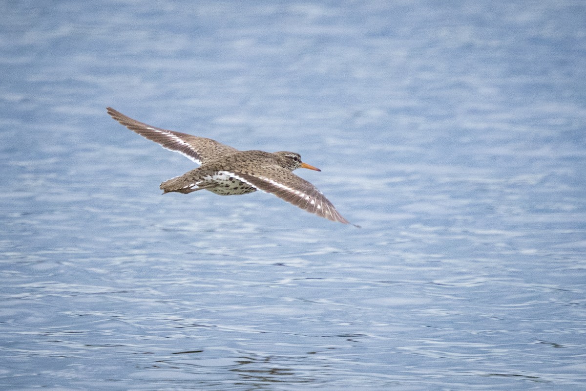 Spotted Sandpiper - ML619805823