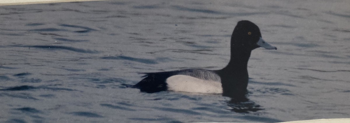 Lesser Scaup - ML619805835