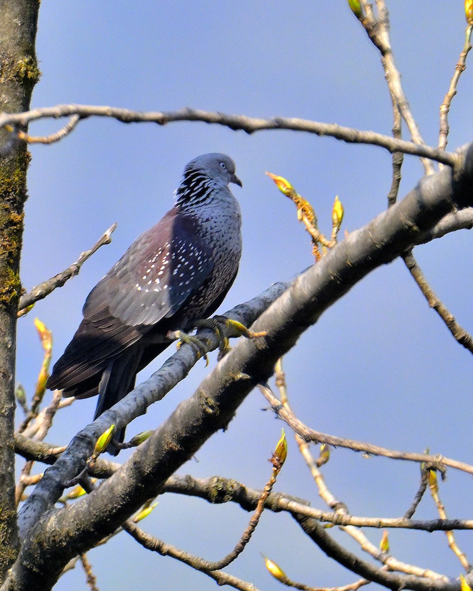 Speckled Wood-Pigeon - ML619805845