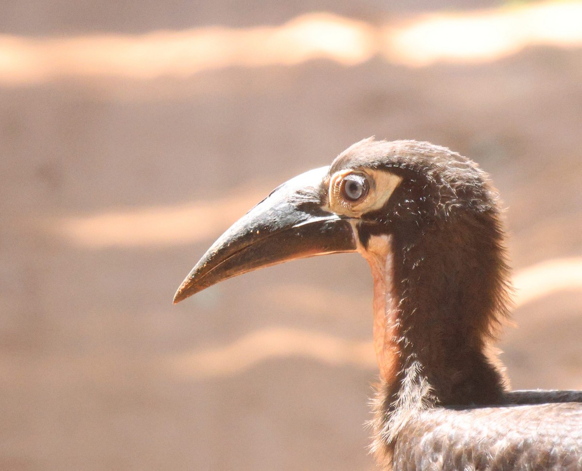 Southern Ground-Hornbill - ML619805859