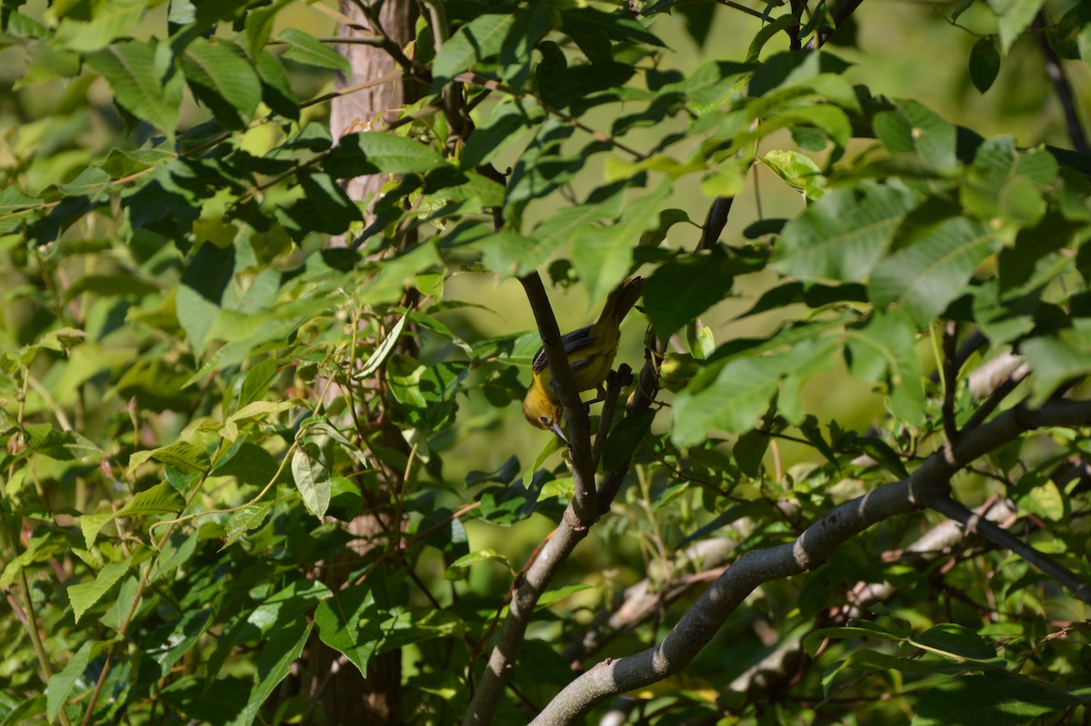 Orchard Oriole - ML619805867