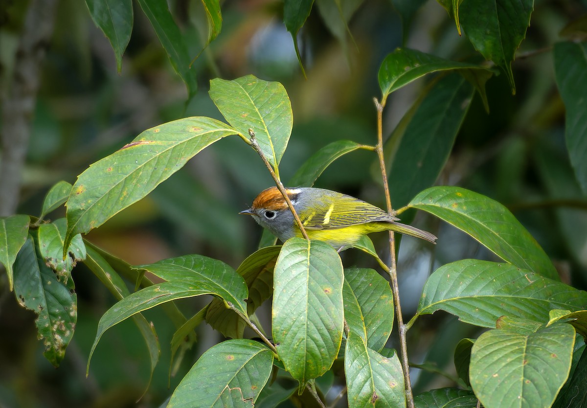 Chestnut-crowned Warbler - ML619805869