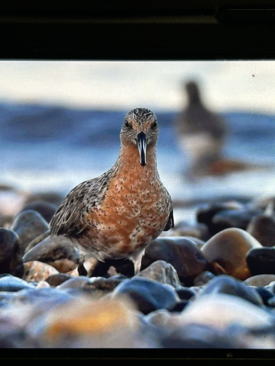 Red Knot - ML619805870