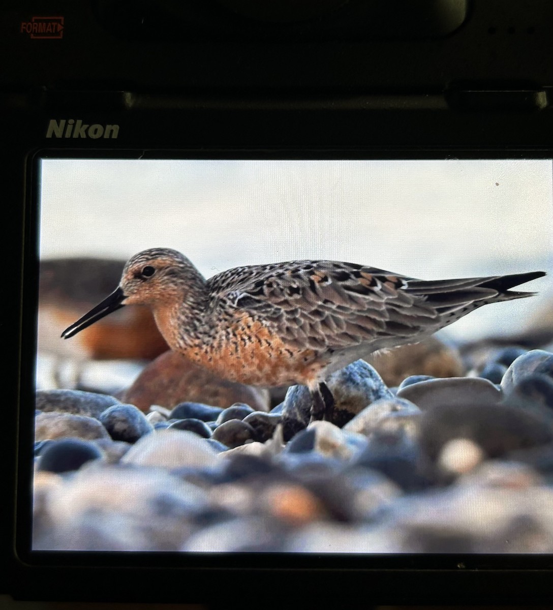 Red Knot - ML619805871