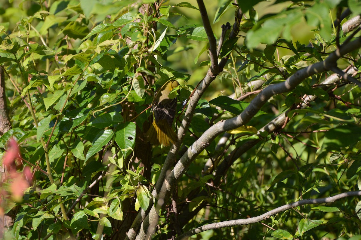 Orchard Oriole - ML619805874