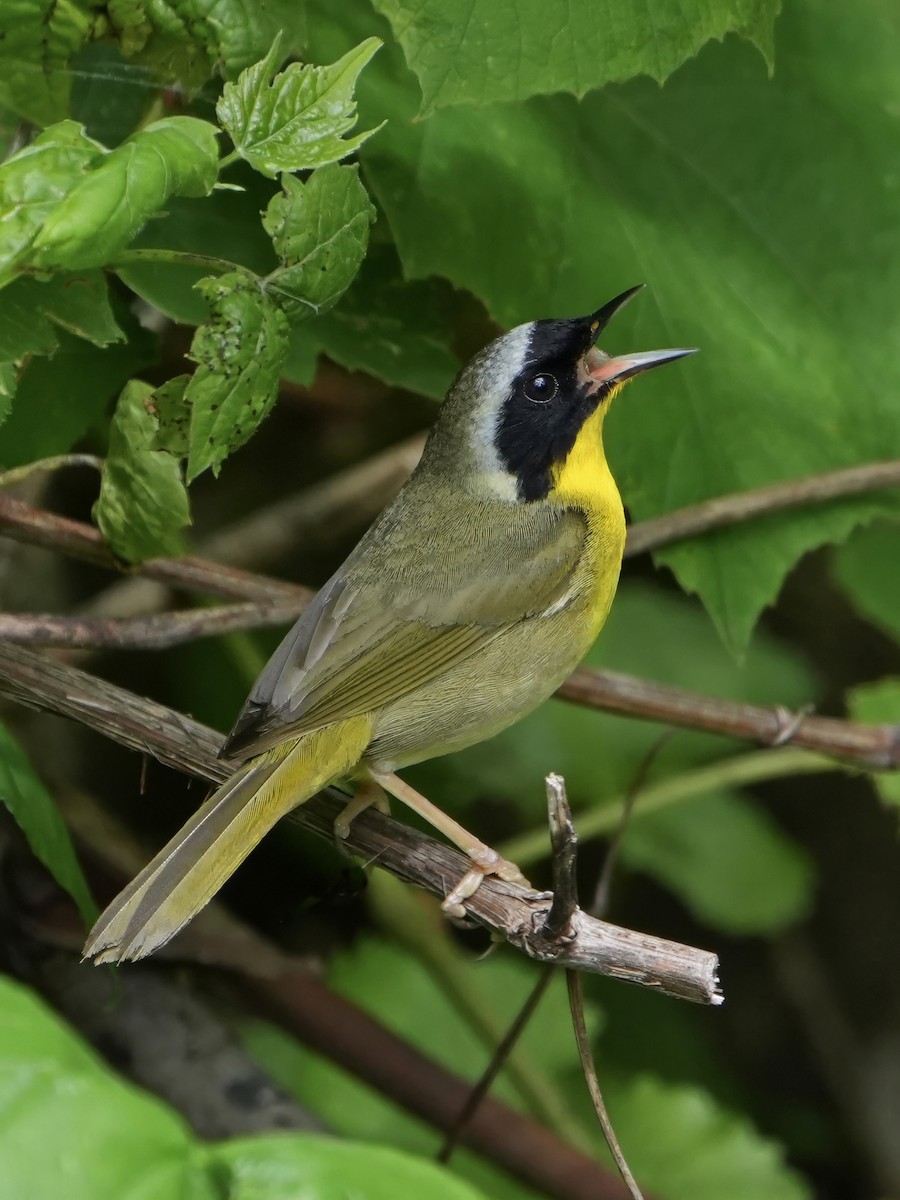 Paruline masquée - ML619805887