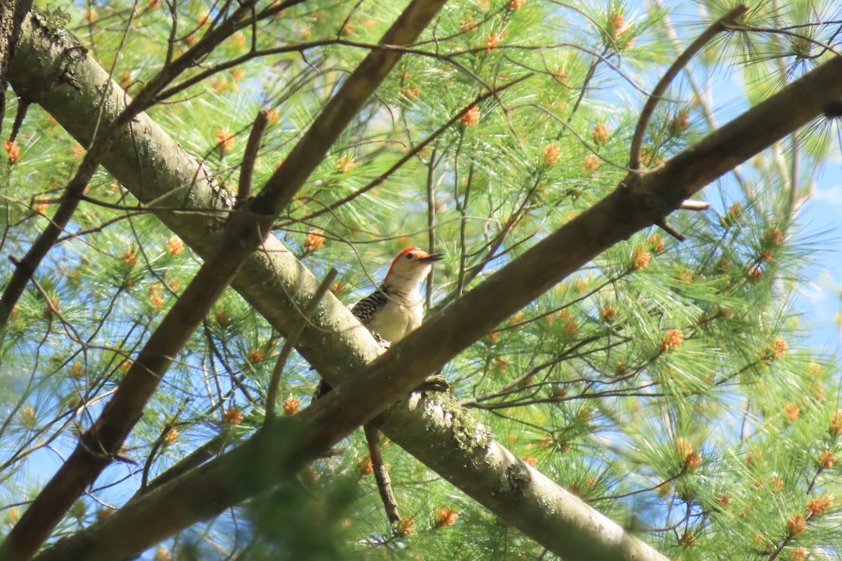 Red-bellied Woodpecker - ML619805897