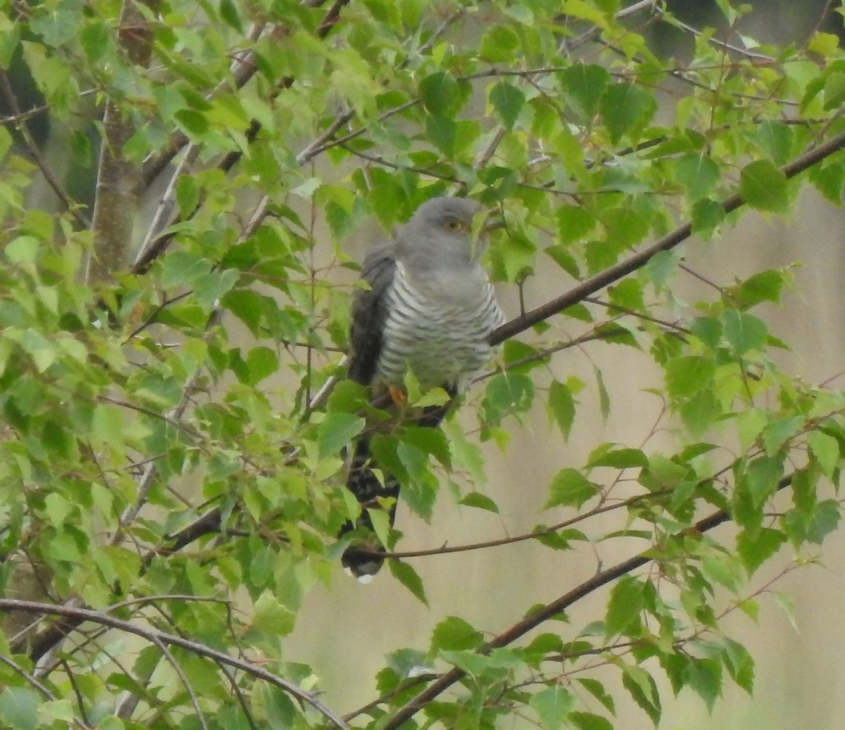 Common Cuckoo - ML619805938