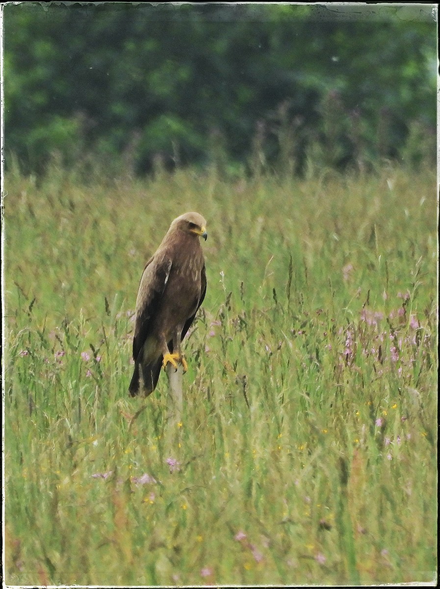 Lesser Spotted Eagle - ML619805942
