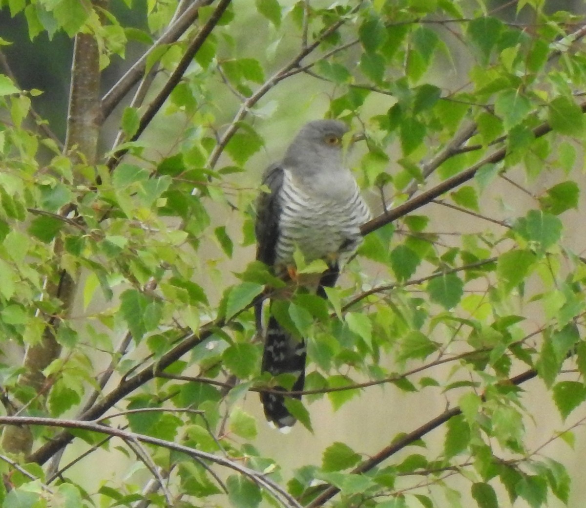 Common Cuckoo - ML619805946