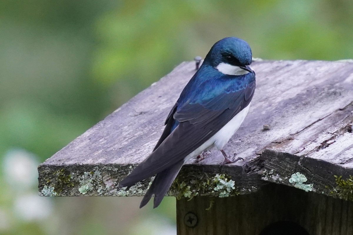 Tree Swallow - ML619805957