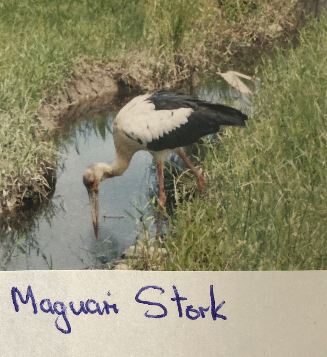 Maguari Stork - ML619805960