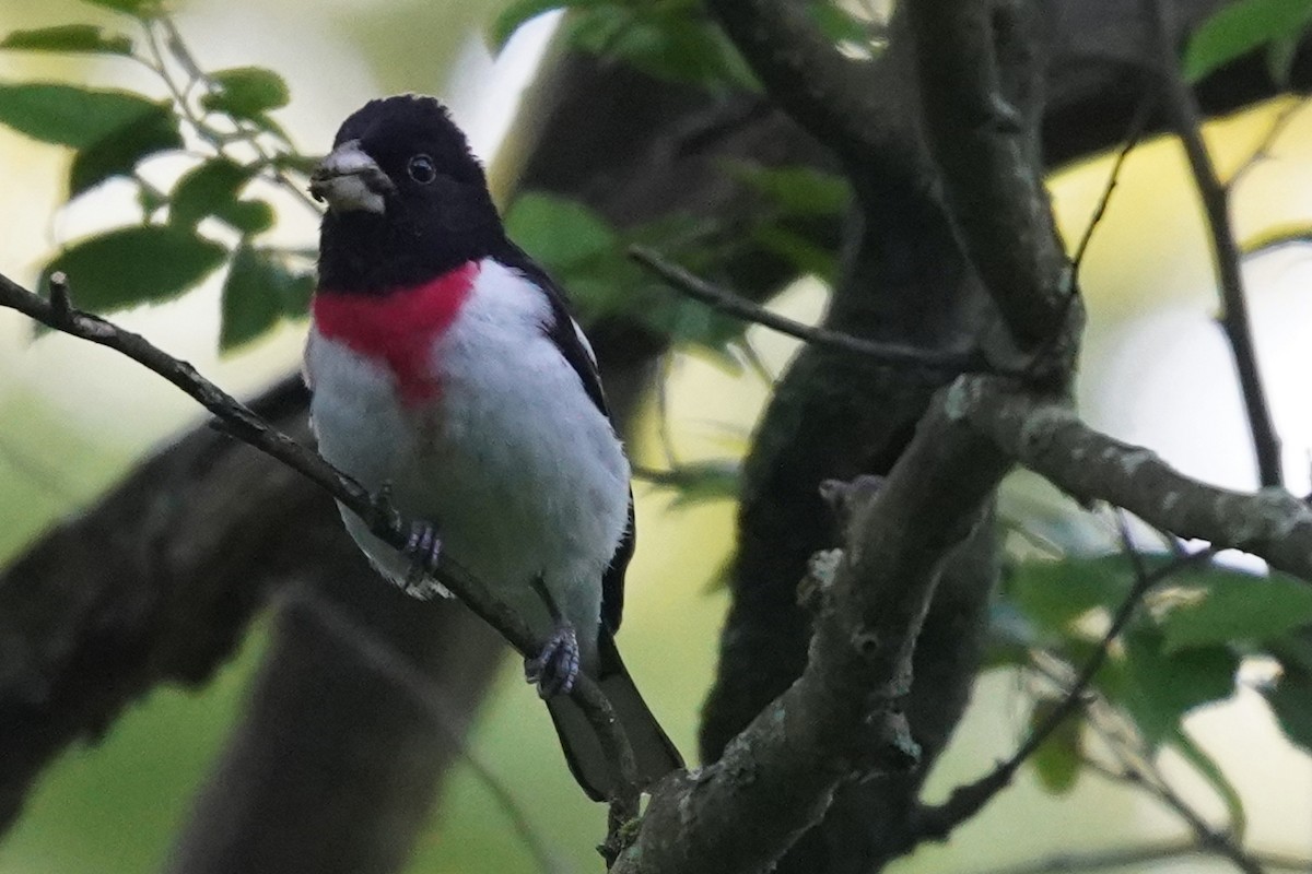 Rose-breasted Grosbeak - ML619805971