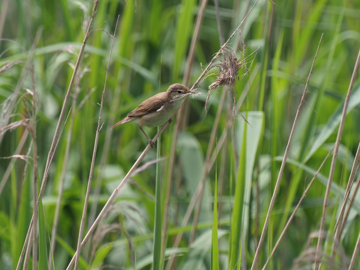 Common Reed Warbler - ML619805988