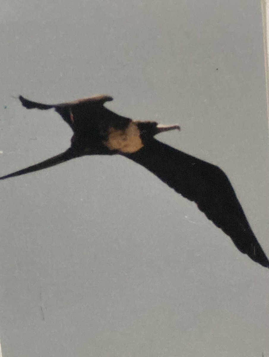 Magnificent Frigatebird - ML619805994
