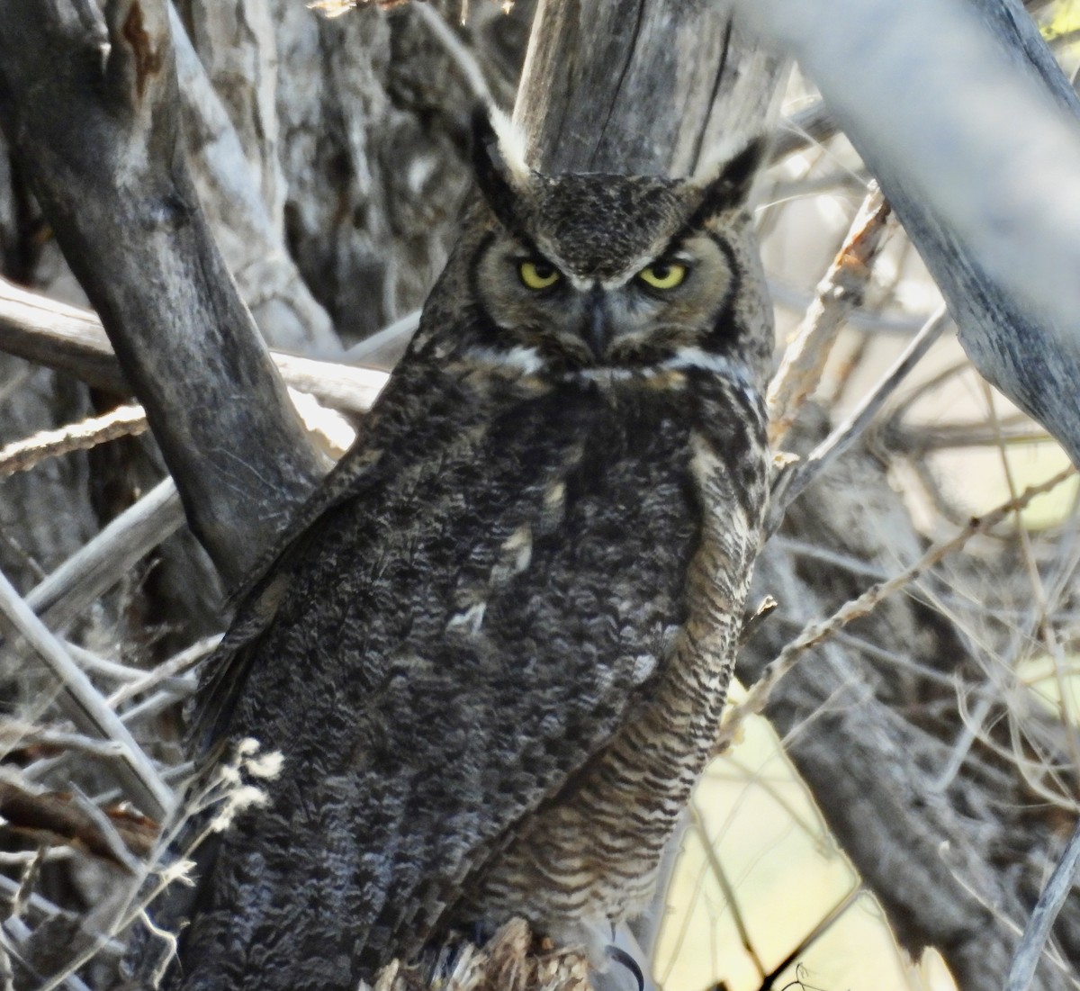 Great Horned Owl - ML619806028