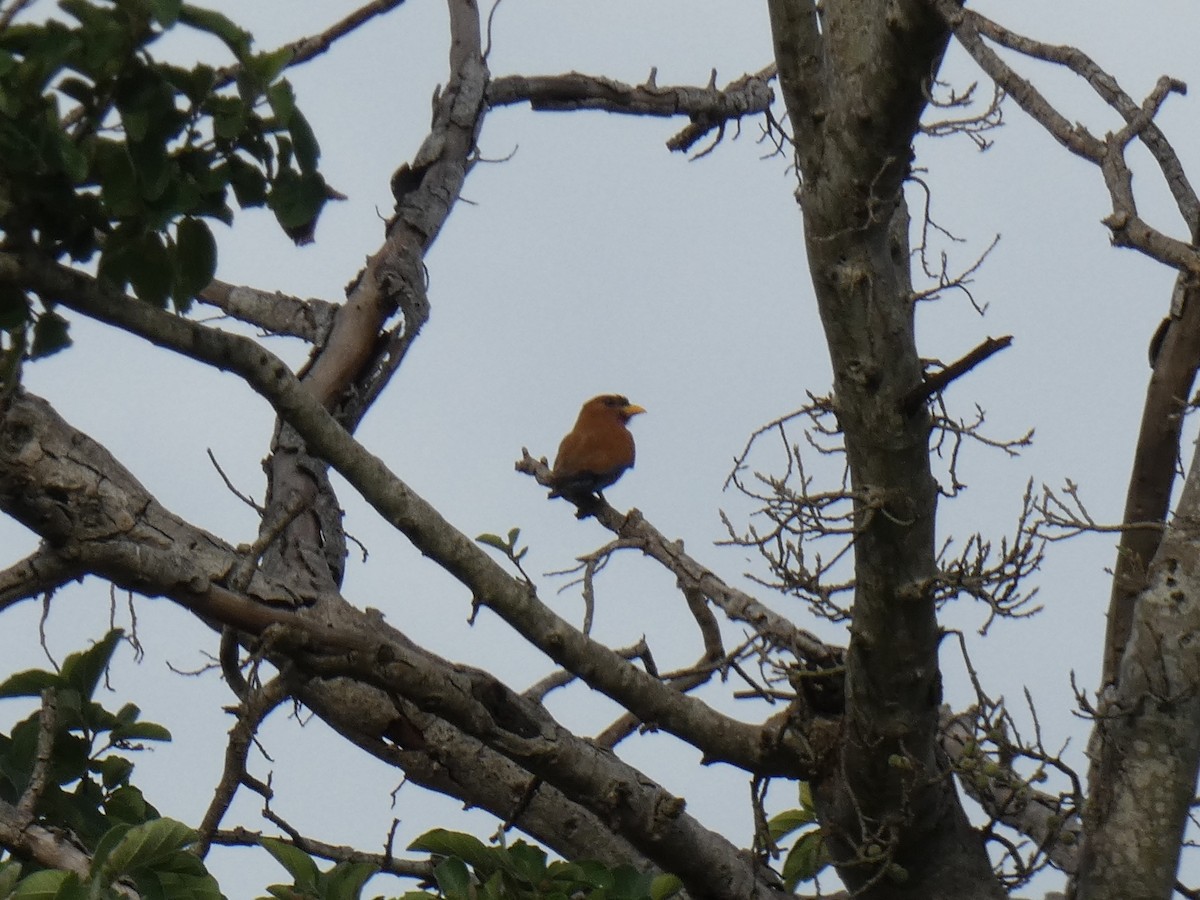 Broad-billed Roller - Tony King