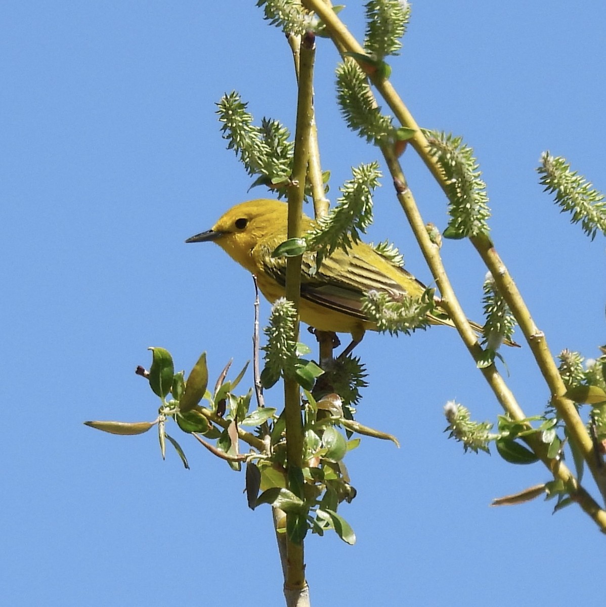 Yellow Warbler - ML619806035