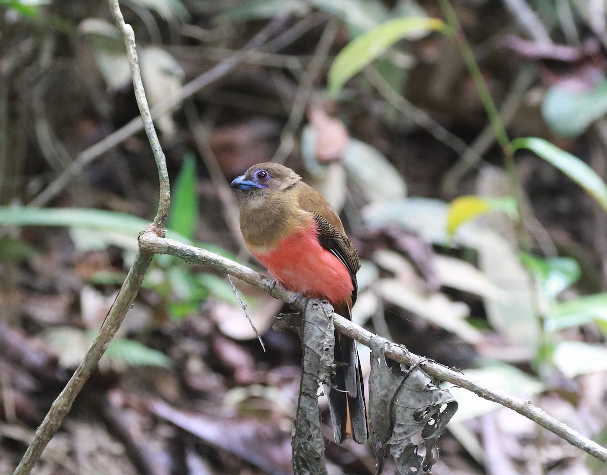 Trogon de Diard - ML619806037