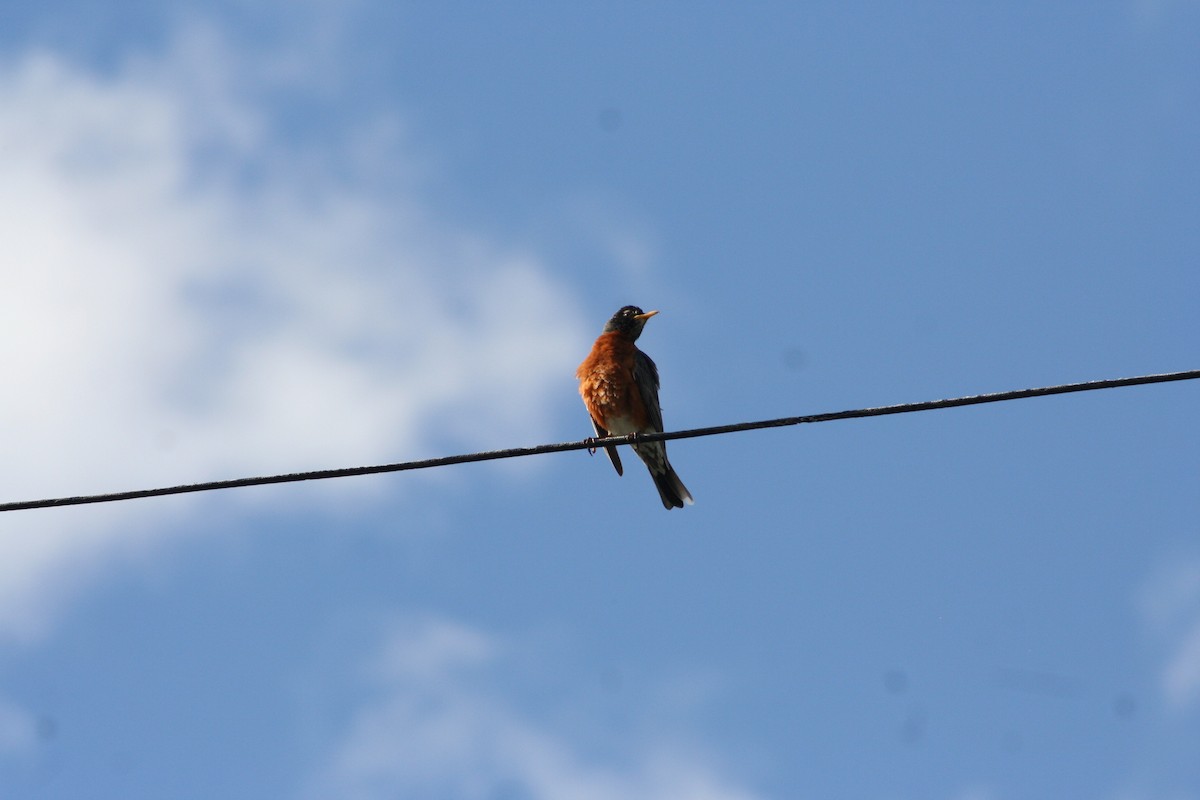 American Robin - ML619806038