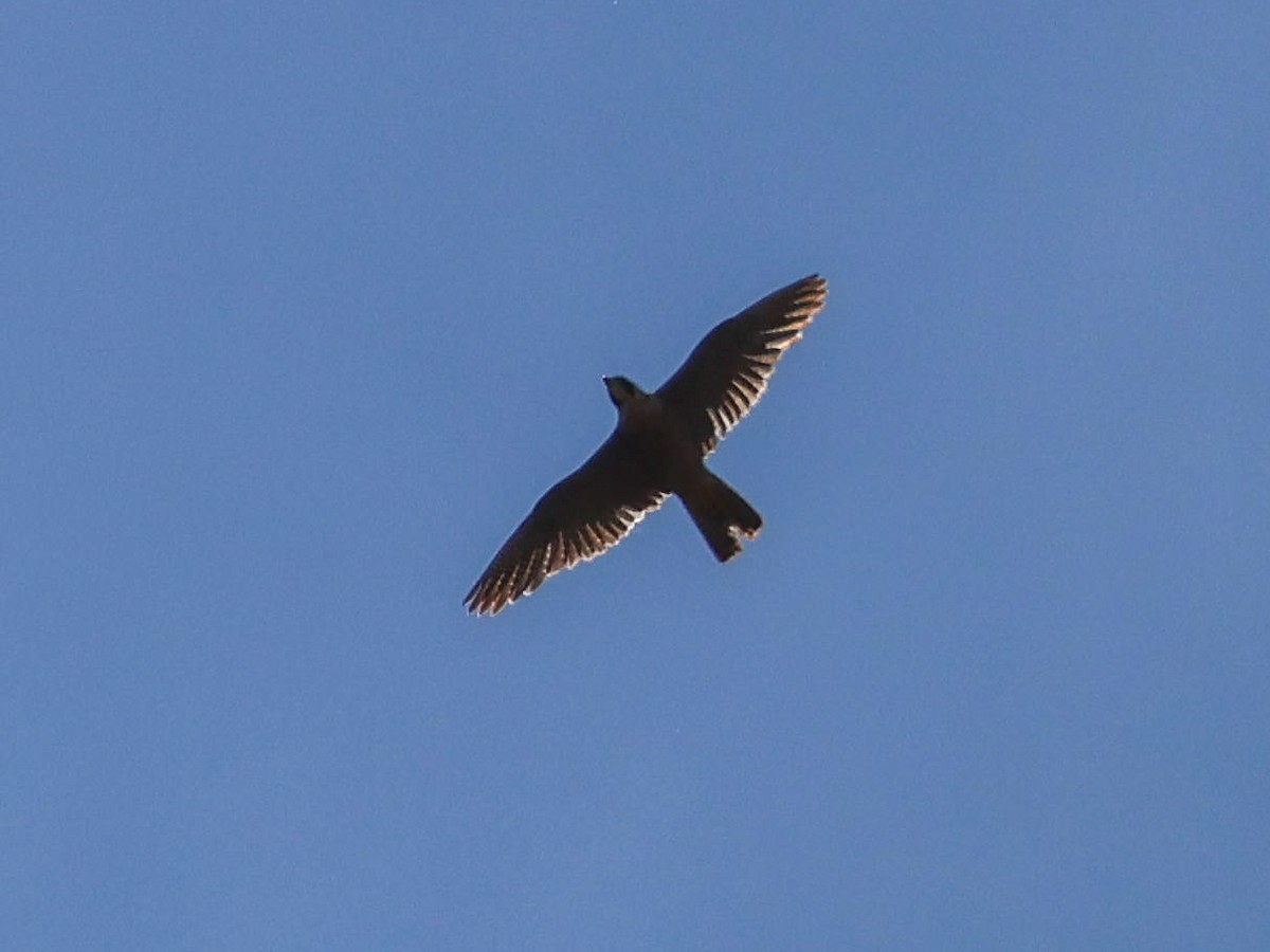 Peregrine Falcon - ML619806053