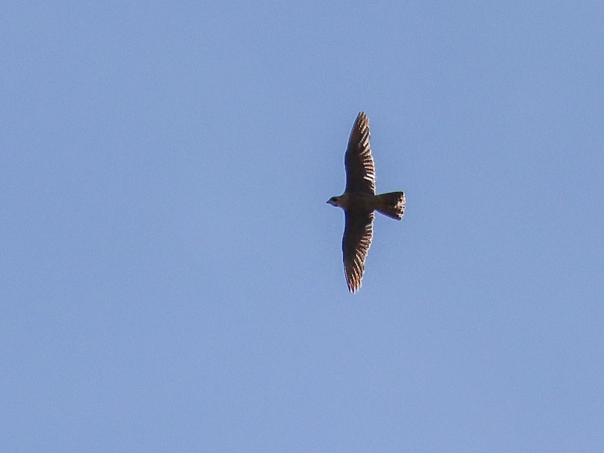 Peregrine Falcon - ML619806054