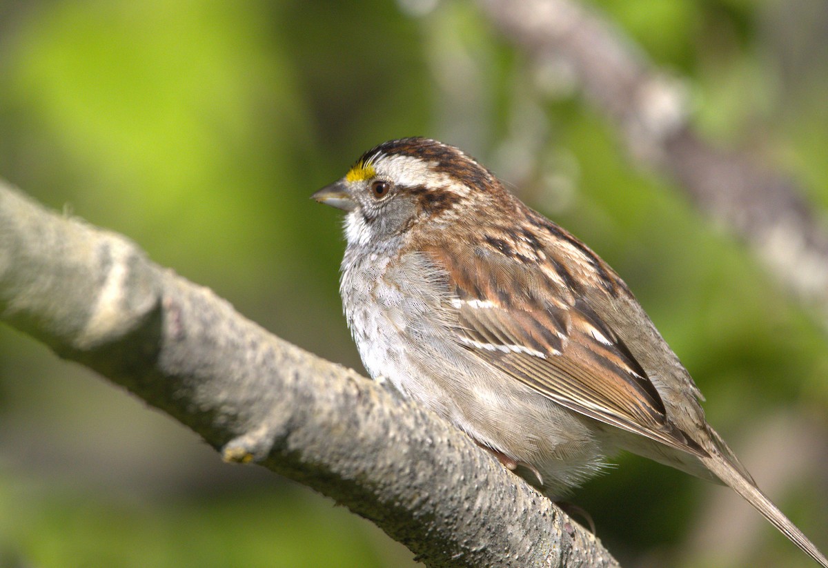 White-throated Sparrow - ML619806055