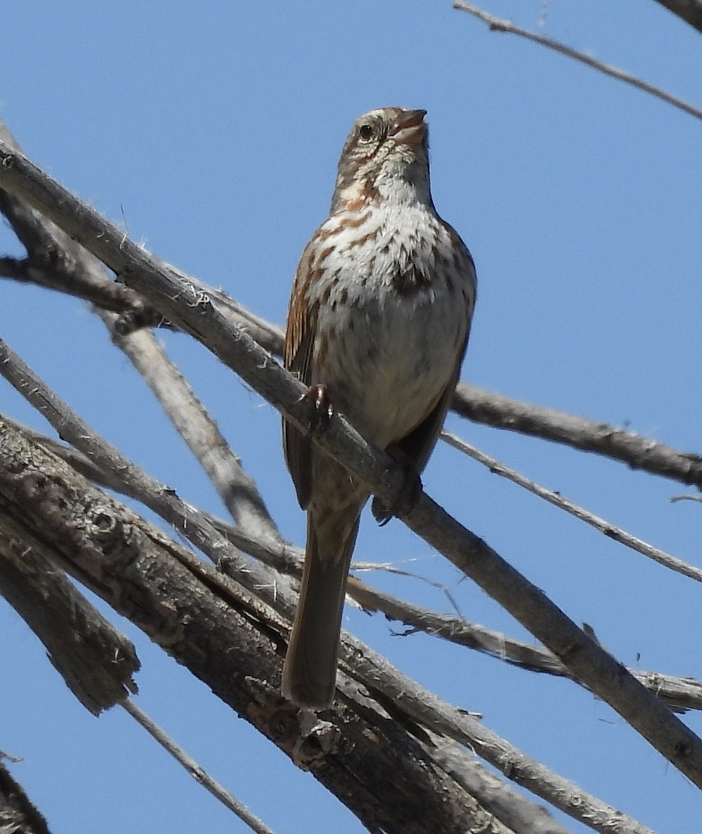 Song Sparrow - ML619806056