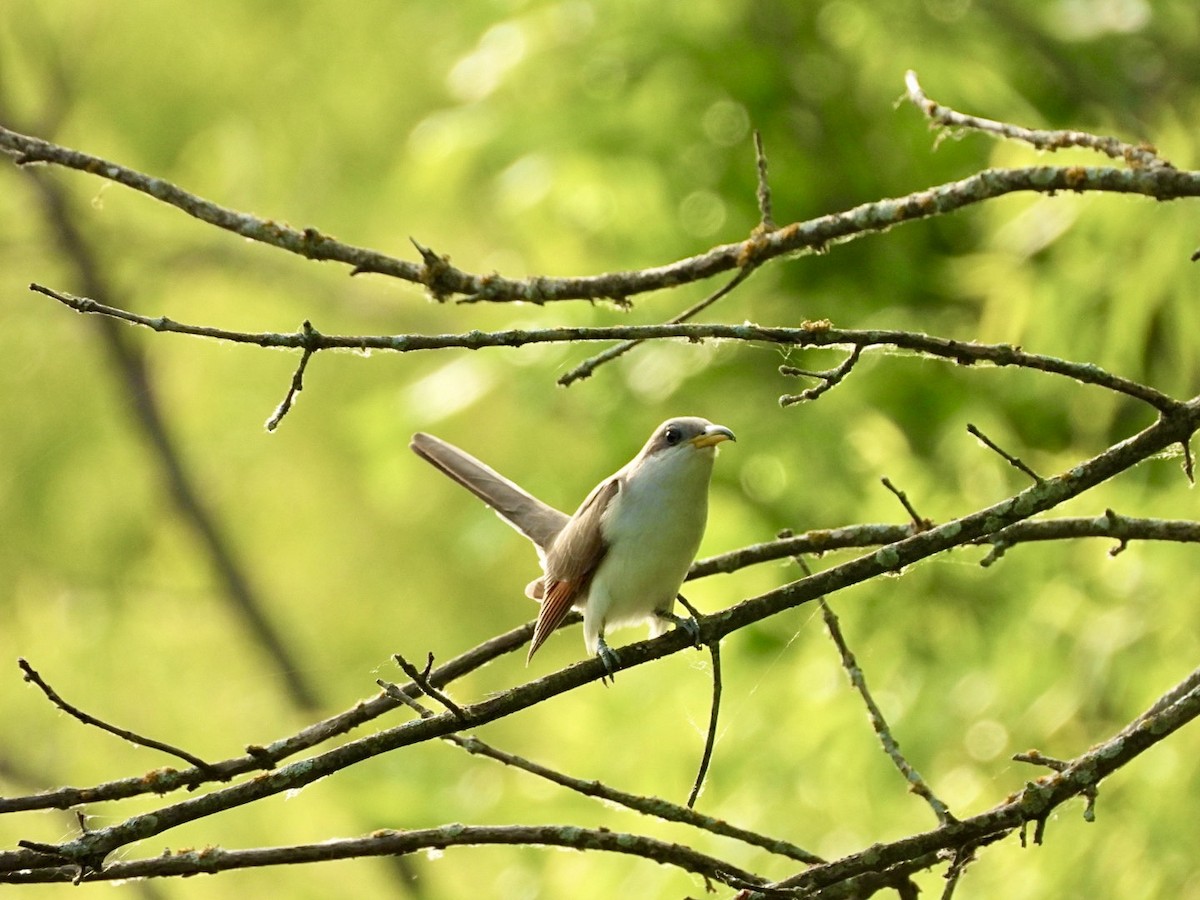 Yellow-billed Cuckoo - ML619806072