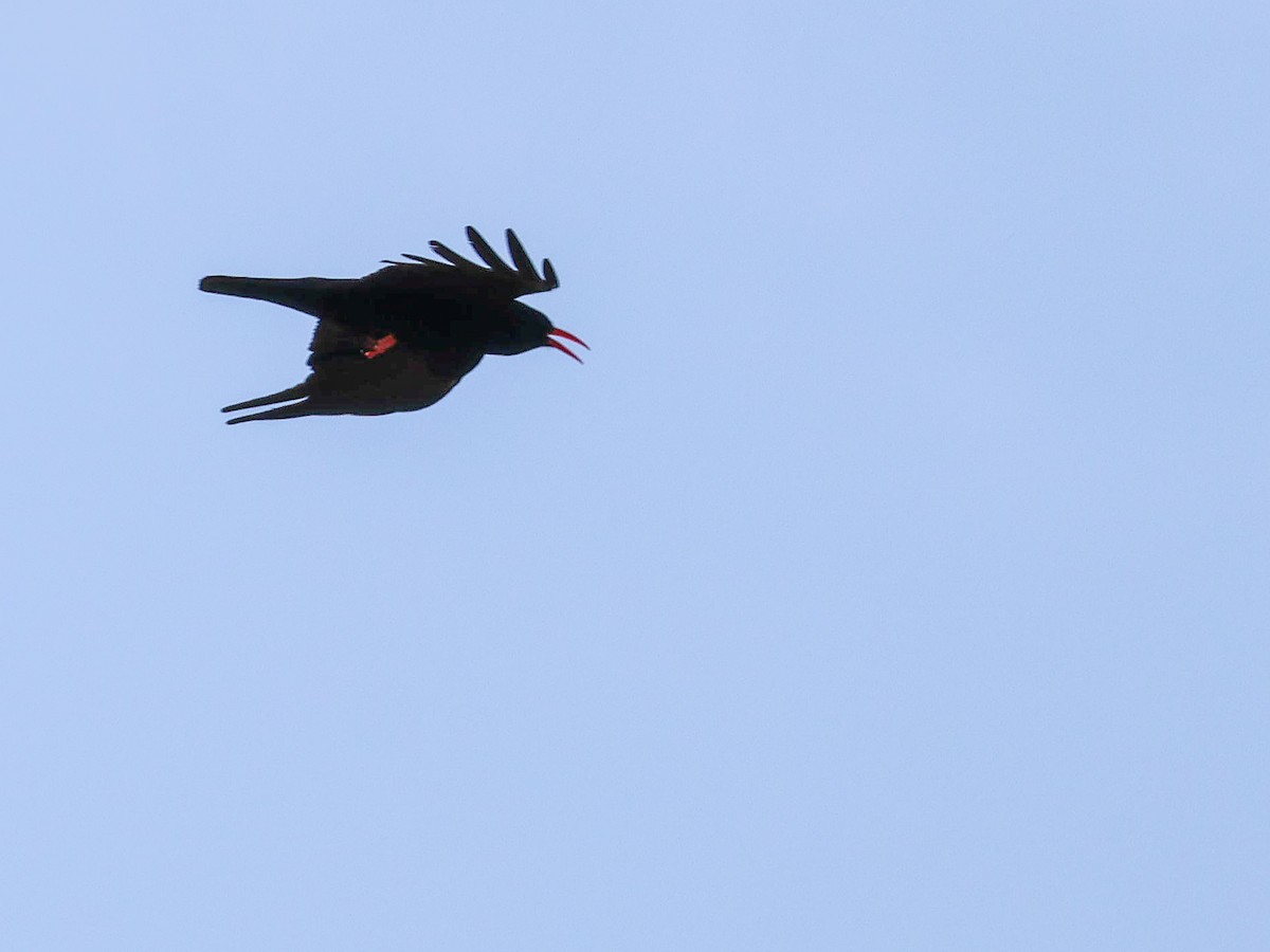 Red-billed Chough - ML619806085