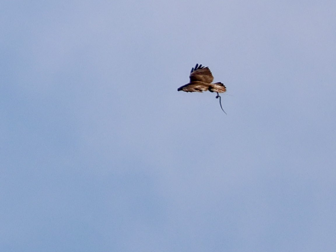 Common Buzzard - ML619806105