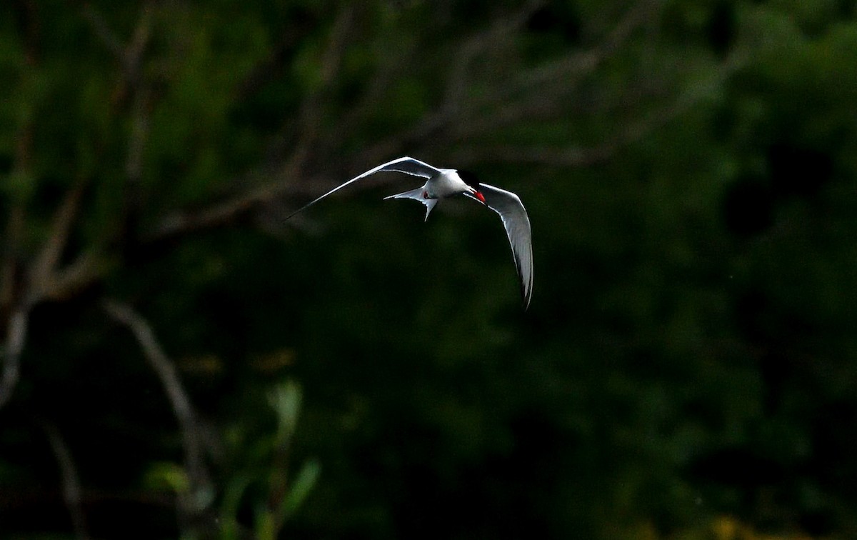 Common Tern - ML619806113