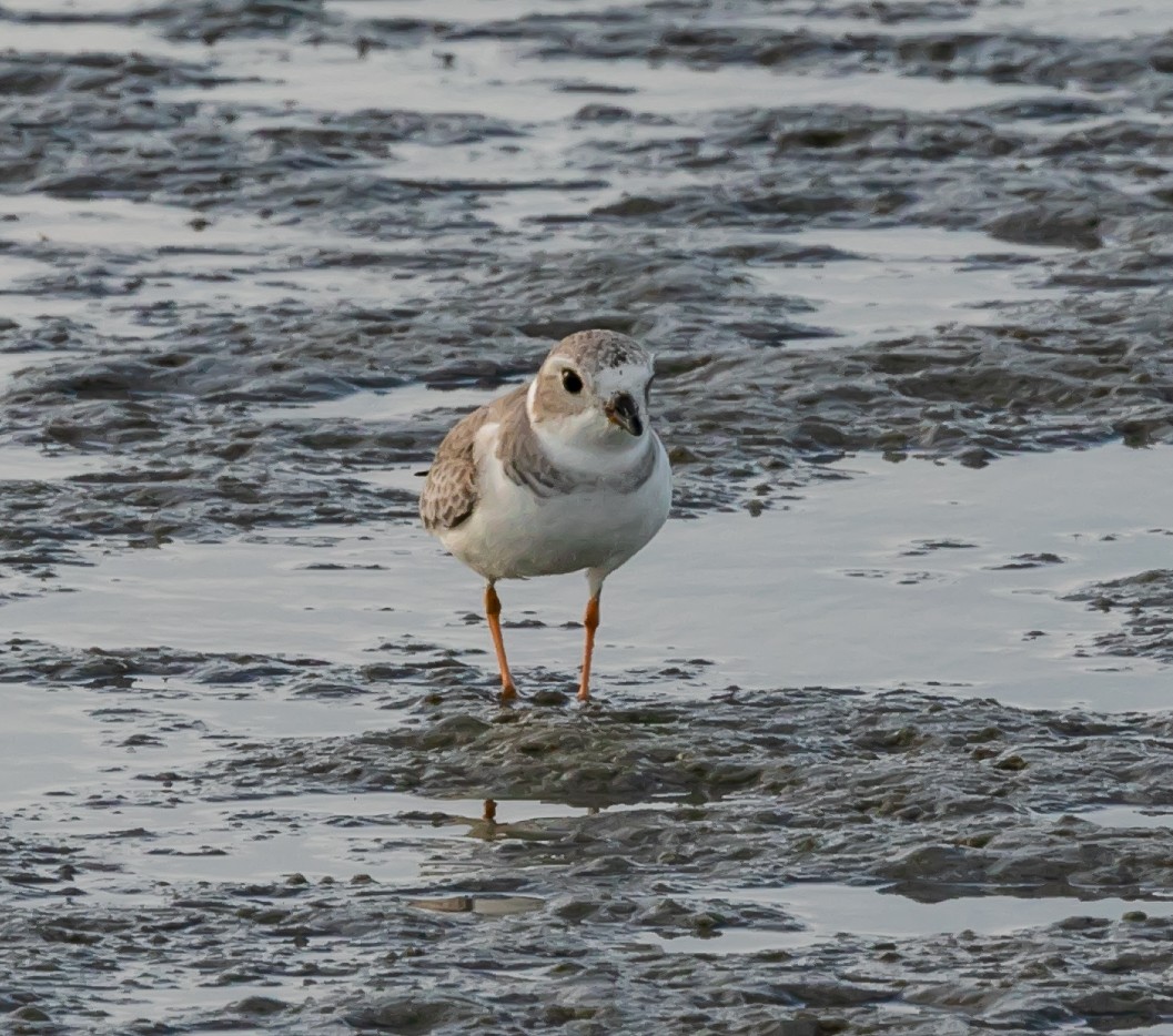 Piping Plover - ML619806118