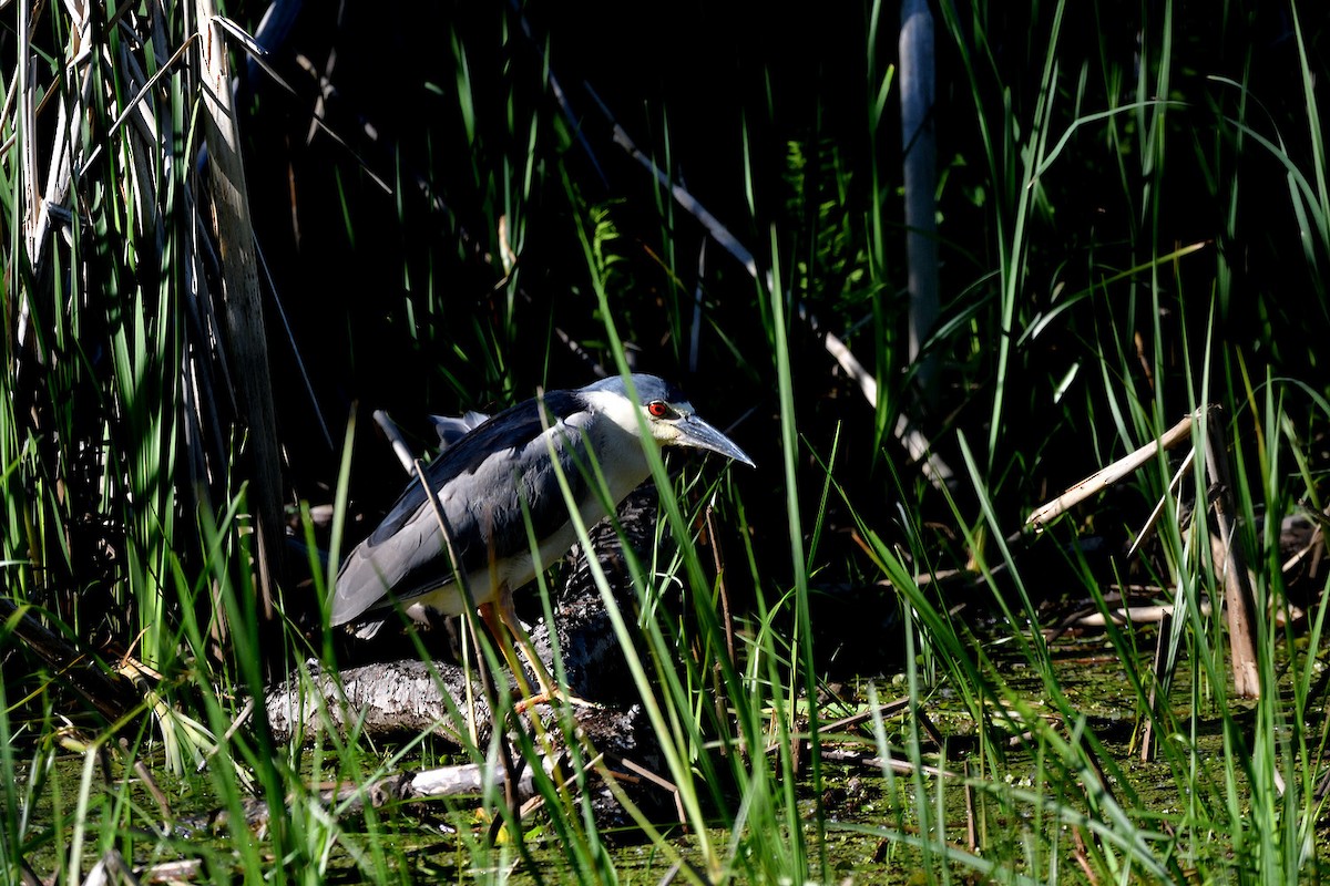 Black-crowned Night Heron - ML619806121