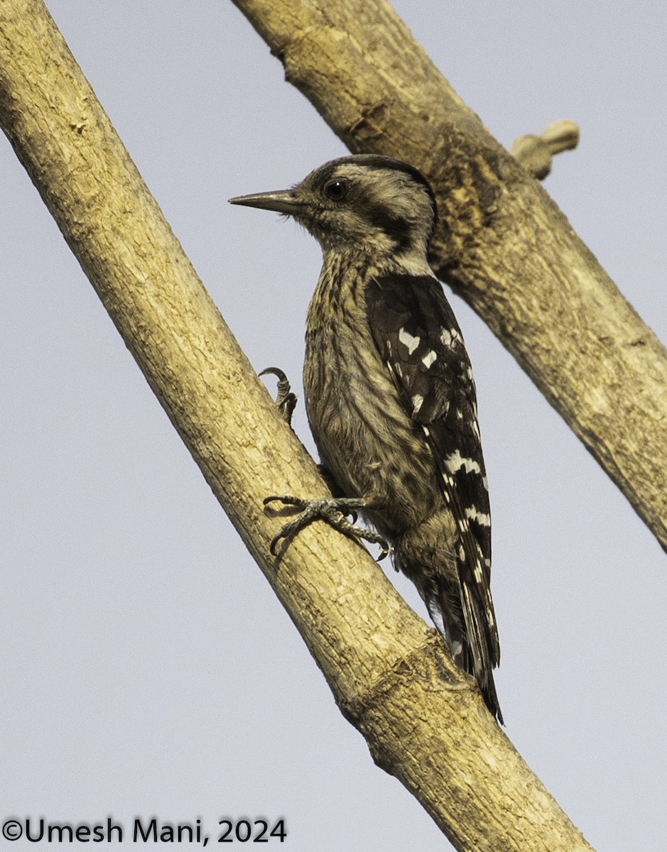 Gray-capped Pygmy Woodpecker - ML619806122