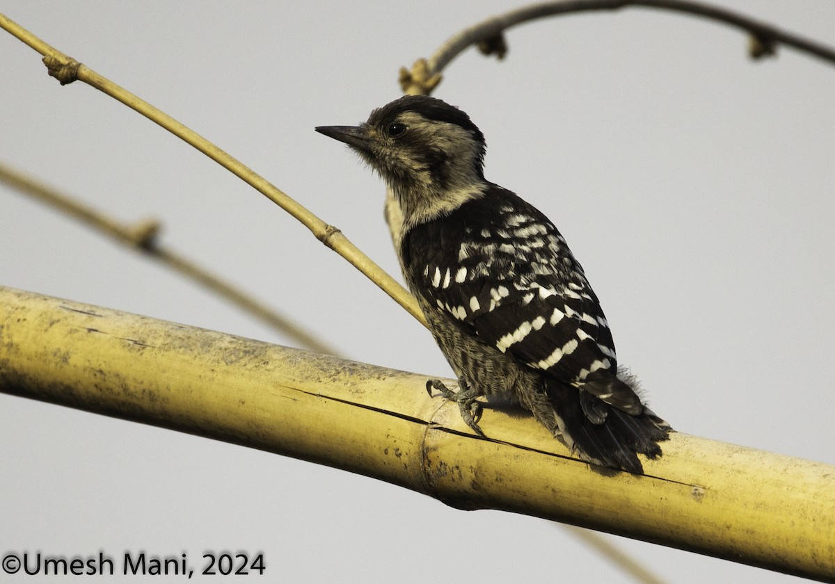 Gray-capped Pygmy Woodpecker - ML619806123