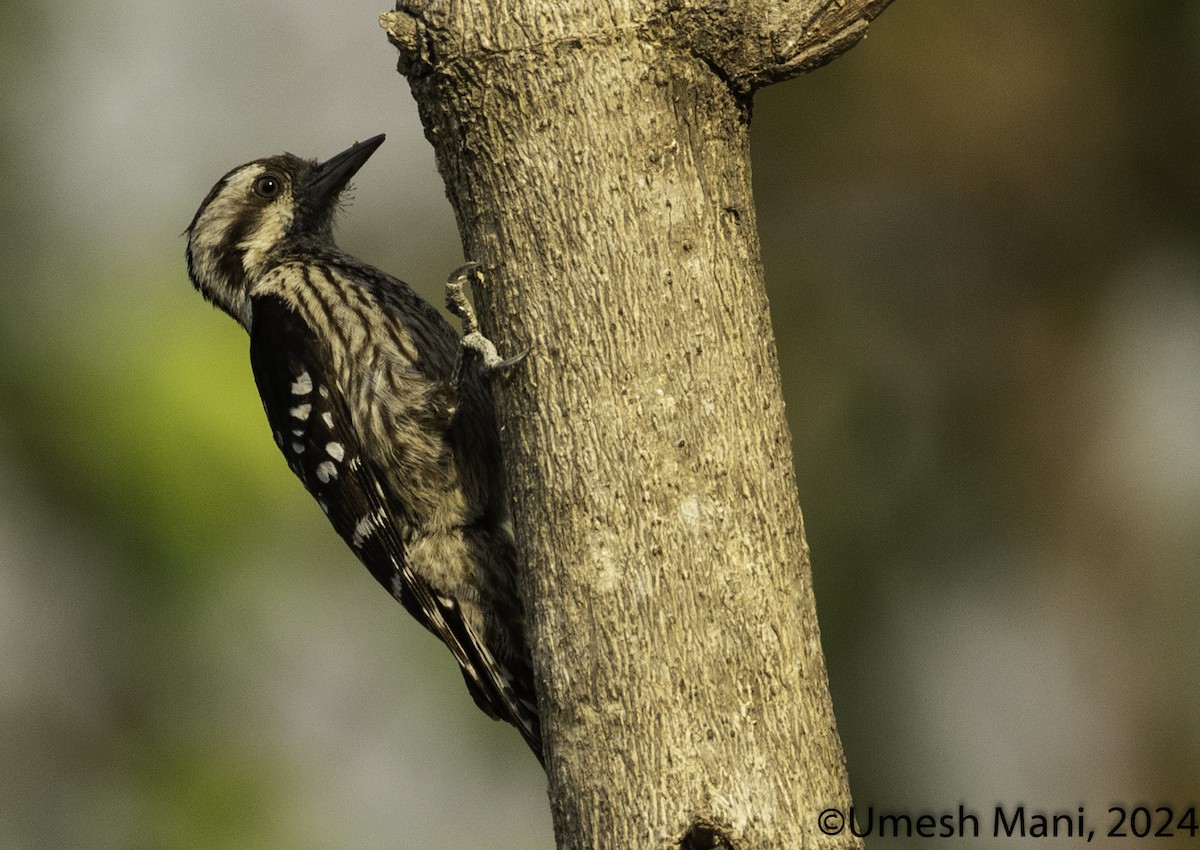 Gray-capped Pygmy Woodpecker - ML619806124