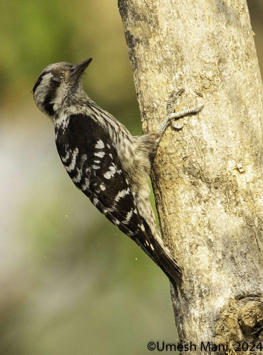 Gray-capped Pygmy Woodpecker - ML619806125
