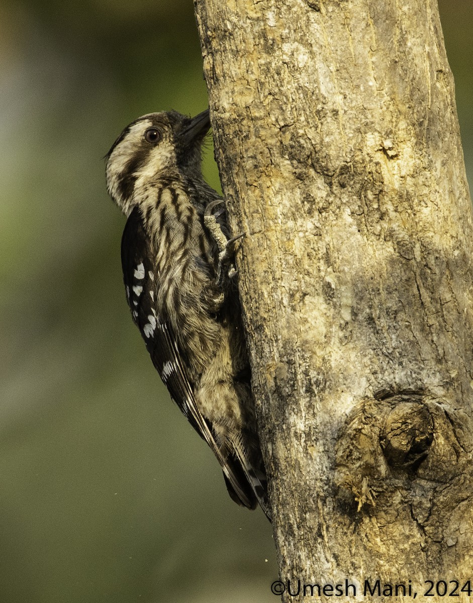 Gray-capped Pygmy Woodpecker - ML619806127
